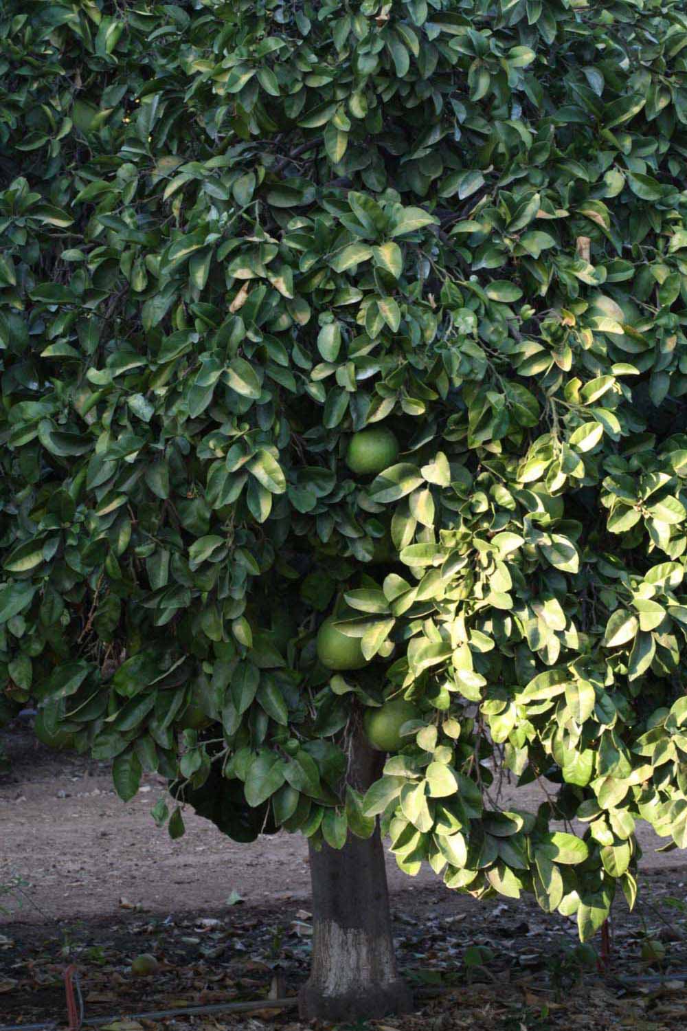            Habit (Riverside, CA)   